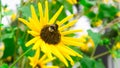 Bee collects nectar from sunflower Royalty Free Stock Photo