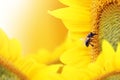 Bee collects nectar from a sunflower flower on orange background