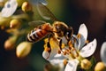 Bee collects nectar on a sunny daywild, created with Generative AI technology