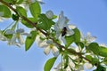 Bee collects nectar from white apple flowers Royalty Free Stock Photo