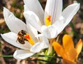 A bee collects nectar from a white crocus flower. Royalty Free Stock Photo