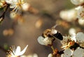 A bee collects nectar on a white flower on a blurred background. Honey Bee on flower collecting pollen and nectar to