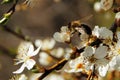 A bee collects nectar on a white flower on a blurred background. Honey Bee on flower collecting pollen and nectar to Royalty Free Stock Photo