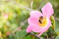 Bee collects nectar on a wild rose
