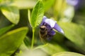 Bee collects nectar from wilted blue flower Vinca, periwinkle Royalty Free Stock Photo