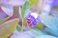 Bee collects nectar from wilted blue flower Vinca, periwinkle Royalty Free Stock Photo