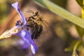 Bee collects nectar from wilted blue flower Vinca, periwinkle Royalty Free Stock Photo