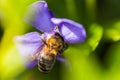 Bee collects nectar from wilted blue flower Vinca, periwinkle Royalty Free Stock Photo
