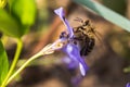 Bee collects nectar from wilted blue flower Vinca, periwinkle Royalty Free Stock Photo