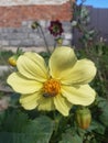 A bee collects nectar from a yellow dahlia Royalty Free Stock Photo