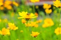 bee collects nectar on a yellow daisy on a green field