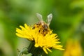 Bee collects nectar from a yellow dandelion Royalty Free Stock Photo