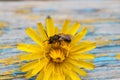 A bee collects nectar on a yellow dandelion flower close-up on a beautiful background Royalty Free Stock Photo