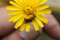 A bee collects nectar on a yellow dandelion flower close-up Royalty Free Stock Photo