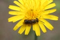 A bee collects nectar on a yellow dandelion flower close-up Royalty Free Stock Photo