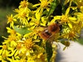 The bee collects nectar on solidago or goldenrod Royalty Free Stock Photo