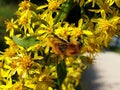 The bee collects nectar on the yellow flowers of solidago or goldenrod. Royalty Free Stock Photo