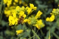 A bee collects nectar from the yellow rapeseed flowers of Brassica napus. Agriculture and beekeeping. Soft focus Royalty Free Stock Photo