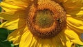 A bee collects nectar on a yellow sunflower flower. Sunflower (Lat. Helianthus, \