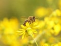 A bee collects nectar from a yellow wildflower. Macro of an insect on a plant with a blurred background. Harvesting. Pollination