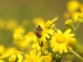 A bee collects nectar from a yellow wildflower. Macro of an insect on a plant with a blurred background. Harvesting. Pollination