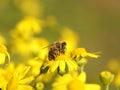 A bee collects nectar from a yellow wildflower. Macro of an insect on a plant with a blurred background. Harvesting. Pollination