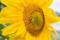 The bee collects nectar on a young yellow sunflower flower with petals Royalty Free Stock Photo
