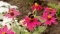 Bee collects nectarBee collects nectar