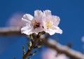 A bee sits on an almond tree flower (lat.- Prunus dulcis Royalty Free Stock Photo