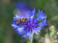 The bee collects pollen from a blue field flower on a green background. Macro photo of a field plant and insects in the rays of su Royalty Free Stock Photo