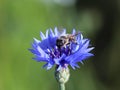 The bee collects pollen from a blue field flower on a green background. Macro photo of a field plant and insects in the rays of su Royalty Free Stock Photo