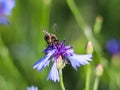 The bee collects pollen from a blue field flower on a green background. Macro photo of a field plant and insects in the rays of su Royalty Free Stock Photo