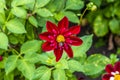 A bee collects pollen on a bright red Garden Dahlia in the Valley Gardens in Harrogate, Yorkshire, UK