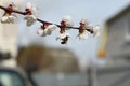 A bee collects pollen from cherry blossoms Royalty Free Stock Photo