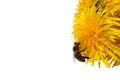 A bee collects pollen from a dandelion under a sunbeam. Royalty Free Stock Photo