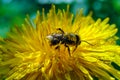 A bee collects pollen and drinks nectar on a yellow dandelion flower Royalty Free Stock Photo