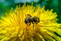 A bee collects pollen and drinks nectar on a yellow dandelion flower Royalty Free Stock Photo