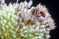 A bee collects pollen on a flower of a decorative onion, macro shot of insects in the garden, low key Royalty Free Stock Photo