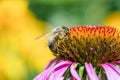 Bee on a flower Royalty Free Stock Photo