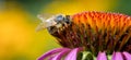 A bee collects pollen on a flower of echinacea Royalty Free Stock Photo