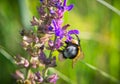 The bee collects pollen on flowers