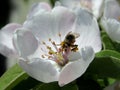 The bee collects pollen from the flowers of the quince tree