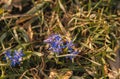 The bee collects pollen, form small flowers Royalty Free Stock Photo