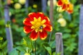 A bee collects pollen on a Garden Dahlia in the Valley Gardens in Harrogate, Yorkshire, UK