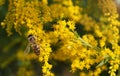 Bee collects pollen on a goldenrod solidago