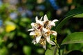 A bee collects pollen from a lemon flower blooming in autumn