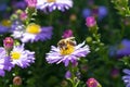 Bee collects pollen from lilac flowers aster in autumn,