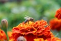 Bee collects pollen from marigolds in sunlight