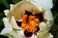 A bee collects pollen on a peony flower with delicate white petals and a yellow center Royalty Free Stock Photo