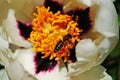 A bee collects pollen on a peony flower with delicate white petals and a yellow center Royalty Free Stock Photo